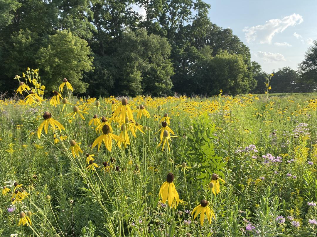 W1tSokpsDxRVyU0VJBLAXWtg